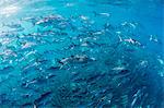 A large school of bigeye trevally (Caranx sexfasciatus) in deep water near Cabo Pulmo, Baja California Sur, Mexico, North America