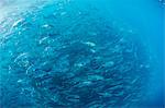 A large school of bigeye trevally (Caranx sexfasciatus) in deep water near Cabo Pulmo, Baja California Sur, Mexico, North America