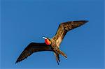 Adult male magnificent frigatebird (Fregata magnificens), San Gabriel Bay, Espiritu Santo Island, Baja California Sur, Mexico, North America