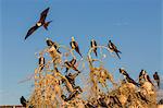 Magnificent frigatebirds (Fregata magnificens), San Gabriel Bay, Espiritu Santo Island, Baja California Sur, Mexico, North America