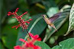 Adult male Xantus's hummingbird (Hylocharis xantusii), Todos Santos, Baja California Sur, Mexico, North America