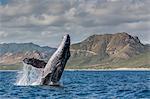 Adult humpback whale (Megaptera novaeangliae), breaching in the shallow waters of Cabo Pulmo, Baja California Sur, Mexico, North America