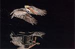 An adult brown pelican (Pelecanus occidentalis) at night near Isla Santa Catalina, Baja California Sur, Mexico, North America