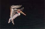 An adult brown pelican (Pelecanus occidentalis), at night near Isla Santa Catalina, Baja California Sur, Mexico, North America