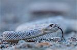 Ash colored morph of the endemic rattleless rattlesnake (Crotalus catalinensis), Isla Santa Catalina, Baja California Sur, Mexico, North America