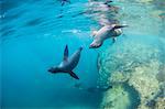 Curious California sea lion pups (Zalophus californianus), underwater at Los Islotes, Baja California Sur, Mexico, North America