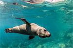 Curious California sea lion (Zalophus californianus) underwater at Los Islotes, Baja California Sur, Mexico, North America