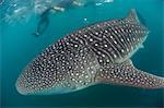 Whale shark (Rhincodon typus), underwater with snorkelers off El Mogote, near La Paz, Baja California Sur, Mexico, North America