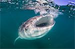 Whale shark (Rhincodon typus), filter feeding underwater off El Mogote, near La Paz, Baja California Sur, Mexico, North America