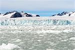 Black-legged kittiwakes (Rissa tridactyla) on ice floe, Lilliehook glacier in Lilliehook fjord, a branch of Cross Fjord, Spitsbergen, Svalbard Archipelago, Arctic, Norway, Scandinavia, Europe