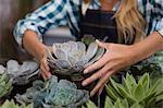 Close-up of a woman arranging plants