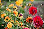 Orange and red dahlias in a flowering bed at an organic plant nursery.