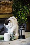 A cat on a garden table putting his paw into a milk jug. A coffee perculator and milk jug.