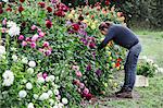 A woman working in an organic flower nursery, cutting flowers for flower arrangements and commercial orders.