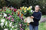 A woman working in an organic flower nursery, cutting flowers for flower arrangements and commercial orders.