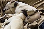 Two greyhound dogs sleeping together in a dog bed.