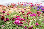 Flowers growing in a polytunnel in an organic commercial flower nursery