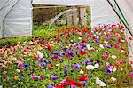 Flowers of many varieties growing in a poly tunnel using organic methods.