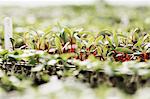 Micro leaves and seedlings growing. Surface view.