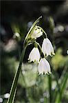 Snowdrops, delicate white flowers on a green stem.