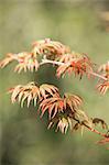 An acer tree branch with vibrant red and yellow leaves.