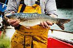 A fisherman in waders holding out a fresh caught fish.