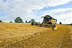 A combine harvester in a field, cutting a field of corn.