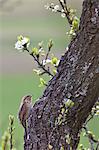 Bird on tree trunk