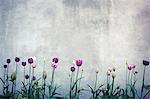 Tulips against concrete wall