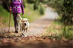 Excited Labrador runs ahead of his mature female owner as they hike along a leafy forest trail.