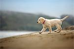 Golden labrador puppy at beach.