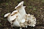 Close up of white mushrooms growing in a garden.