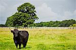 Black Highland cattle in grassland, a farming landscape.