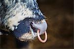 Close up of an English Longhorn bull with a nose ring.