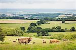 Herd of English Longhorn and Highland cattle in a pasture.