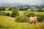 Brown Highland cow in a field. Long brown shaggy coat and horns