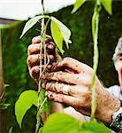 Close up of muddy hands. A gardener tying up runner bean plants to support.