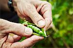 A gardener holding and prising open a pea pod to show fresh green peas.