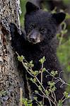 Black bear (Ursus americanus) cub of the year or spring cub, Yellowstone National Park, Wyoming, United States of America, North America