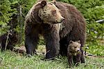 Grizzly bear (Ursus arctos horribilis) sow and two cubs of the year, Yellowstone National Park, Wyoming, United States of America, North America