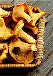 Wicker Basket Full of Fresh Raw Chanterelles Cross Section on Rustic Wooden background