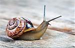 Small snail crawling on an old wooden surface