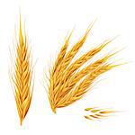 Ears of wheat. Isolated illustration on white background.