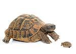 Hermanns Tortoise and baby turtle in studio