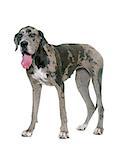 Great Dane in front of white background