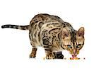Portrait of beautiful bengal cat eating isolated over white background. Copy space.