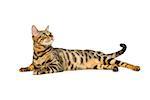 Portrait of beautiful bengal cat isolated lying over white background. Copy space.