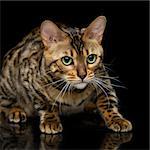 Portrait of beautiful bengal cat staring at something. Studio shot over black background. Copy space. Square composition.