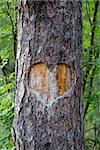 heart carved on a tree. forest