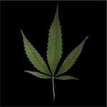 A square format image of a mature marijuana leaf set on a solid black background.